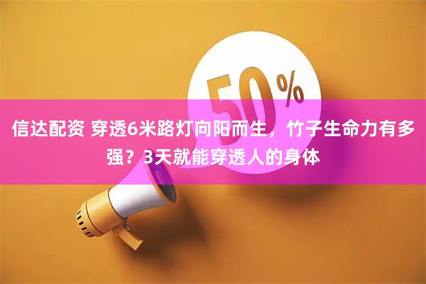 信达配资 穿透6米路灯向阳而生，竹子生命力有多强？3天就能穿透人的身体